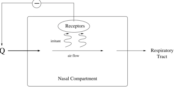 Figure 3.1: Brief illustration of the sensory response to irritants. Q represents the ventilation rate which decreases due to the receptor activity in the presence of irritant.