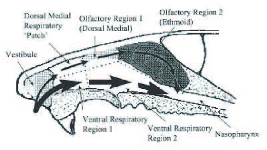 Figure 3.2: Illustration of the rat nasal anatomy divided into compartments corresponding to the epithelium lining the lumen