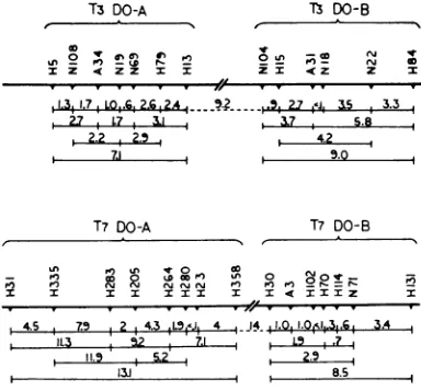 TABLE 6. Complementation pattern between DO-amber mutants of T7 as measured by thymidine