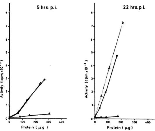 FIG. 4.Enzymedeoxyribonucleaseinfected; Effect of chick interferon on deoxyribonuclease induction in human U cells, 5 and 21 hr postinfection