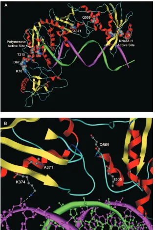 FIG. 2. Structural representation of AZT-selected mutations in the p66 subunit of RT. (A) Locations of residues A371 and Q509 in relationto TAMs D67, K70, and T215, the polymerase active site, and the RNase H active site