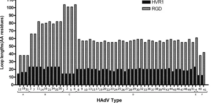 FIG. 4. Lengths of RGD and HVR1 loops for each HAdV type. Boundaries of loops were derived from a multiple sequence alignmentcontaining penton base sequences of all 51 HAdV types (data not shown) and are indicated in Fig