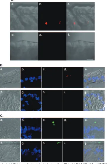 FIG. 6. Fluorescently labeled PV is detected in intestinal epithelia. Alexa Fluor 555-labeled PV1(M)OM (1.5 �into the ligated small intestines of MPVRTg25/each panel)