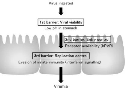 FIG. 7. Presumed PV dissemination routes and characteristics. Thepresumed barriers to orally ingested PV are shown