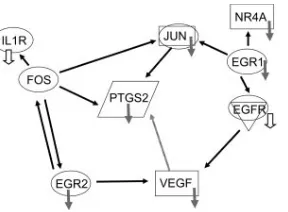 FIG. 5. Pathway analysis reveals interactions between the majorgene products affected by virulent infection