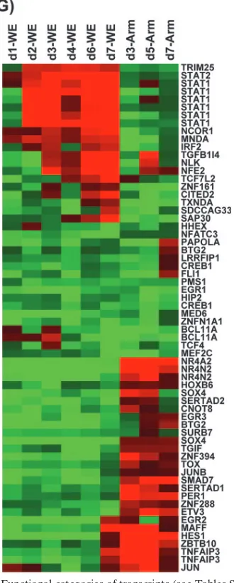 FIG. 3. Functional categories of transcripts (see Tables SI to SV inthe supplemental material)