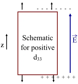 Figure 4.5:  Schematic diagram of positive piezoelectric constant d33 in the electric field 