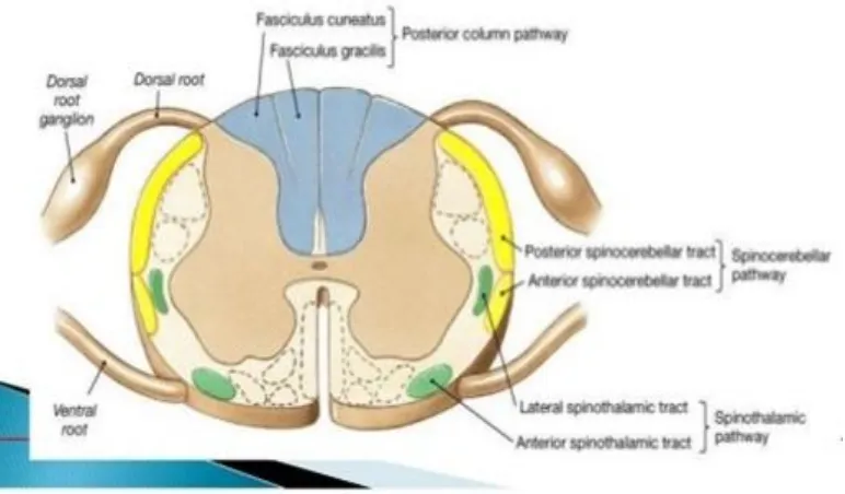 FIGURE 3: PAIN TRACTS IN SPINAL COLUMN 