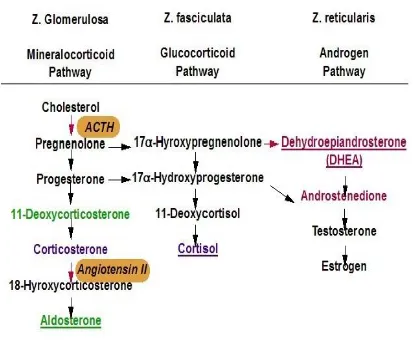 FIGURE 7: PATHWAYS OF ADRENAL STEROID 