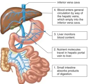 Figure 5.11 Hepatic portal system.