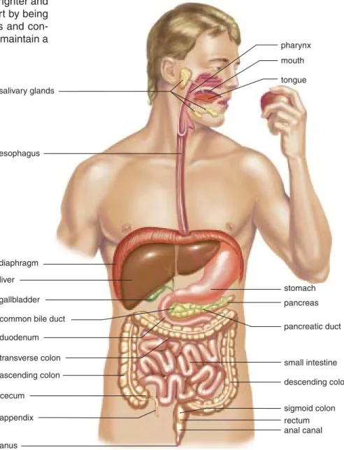 Figure 5.1 Digestive system.