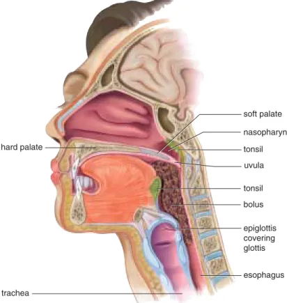 Figure 5.3 Swallowing.