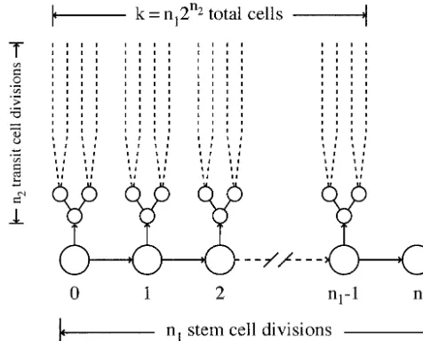Figure 1.—The pattern of cell division giving rise to a total k cells. The single, initial cell divides to produce a stem cell