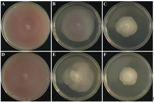 Table 2. Effect of nickel nanoparticles on mycelial growth inhibition of Fusarium wilt pathogens  