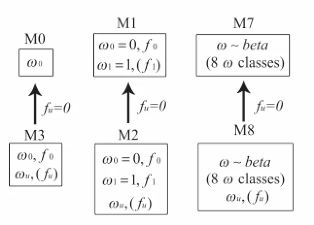 Figure 1.  Hierarchy of Models where ω =dn/ds, ω  and 0ω1∈(0,1), ω is the u