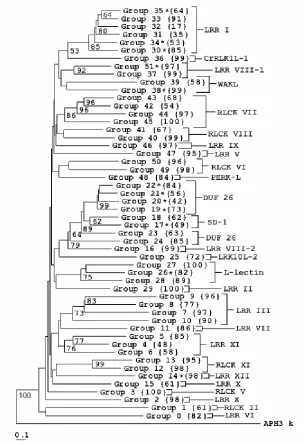 Figure 2. Neighbor joining tree of  Arabidopsis RLK sequence groups.  The NJ tree 