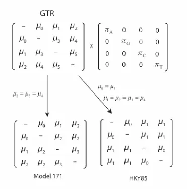 Figure 1.  Rate matrices for the GTR, HKY85, and a non-standard 4-rate model of nucleotide 