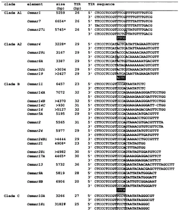 Figure 2.—Classiﬁcation ofbased on the TIR.ﬁed into four clades (A1, A2, B, andC) on the basis of the sequence of a4-bp motif in their TIR (boxed)