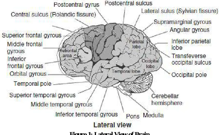 Figure 1: Lateral View of Brain 