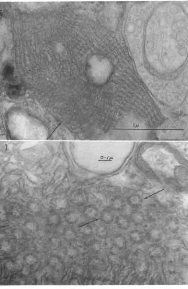 FIG. 6.areacyliniders Portion of an infected cell showing aCn array of lamnellae cut largely in a longitudincal plcanie with one (arrow) showing cross-sectional mnorphology