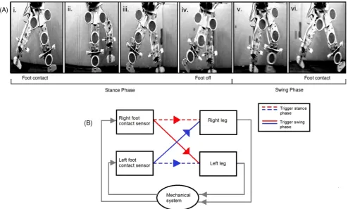 Figure 1. RunBot’s basic operation involves phase switching of the legs triggered by contact signals from the feet