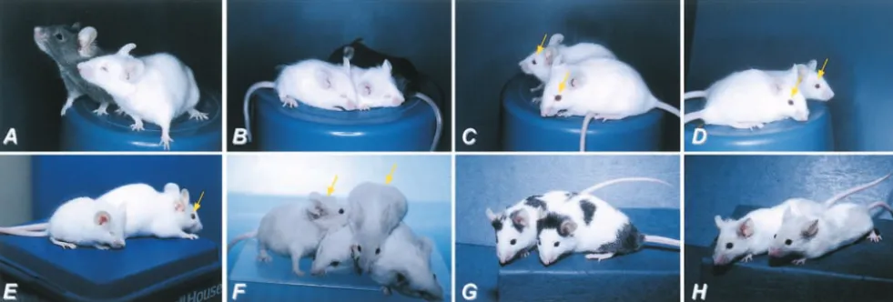 Figure 3.—Interallelic complementation at thespots on otherwise white background. Eye size is normal