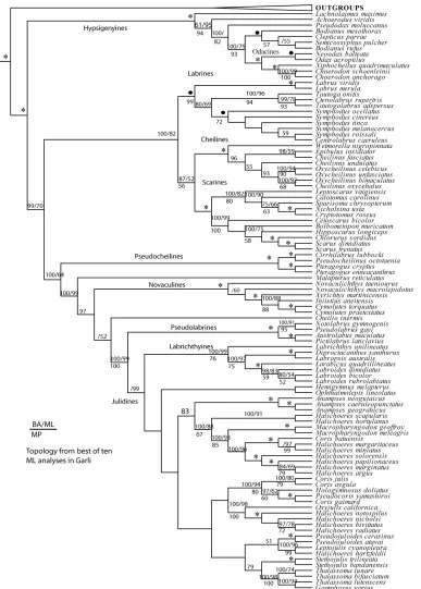 Figure 2.1 A cladogram representing best ML topology tree of the Labridae from 10 individual runs in 