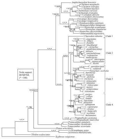Figure 3.1: Inferred phylogeny of the family Chaetodontidae, based on 56 species with 