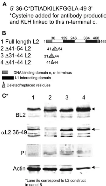 FIG. 3. Speciﬁcity of binding of �36–49 (second row), and preimmune serum (third row)