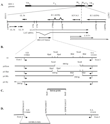 FIG. 1. Schematic representation of HSV-1 genome and plasmids. (A) A linear map of the HSV-1 genome with unique long (ULarea