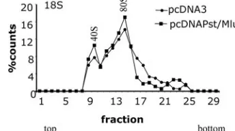 FIG. 2. The 2-kb LAT induces a size change of the 60S ribosomal subunit in the cytoplasm