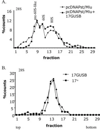 FIG. 4. The effect of the intron on the pre-60S-size particle is notcorrected by the virus