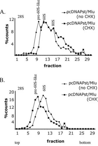 FIG. 6. The 2-kb LAT intron is exported from the nuclei via theCRM1 pathway. SY5Y cells were transfected with the pcDNA3