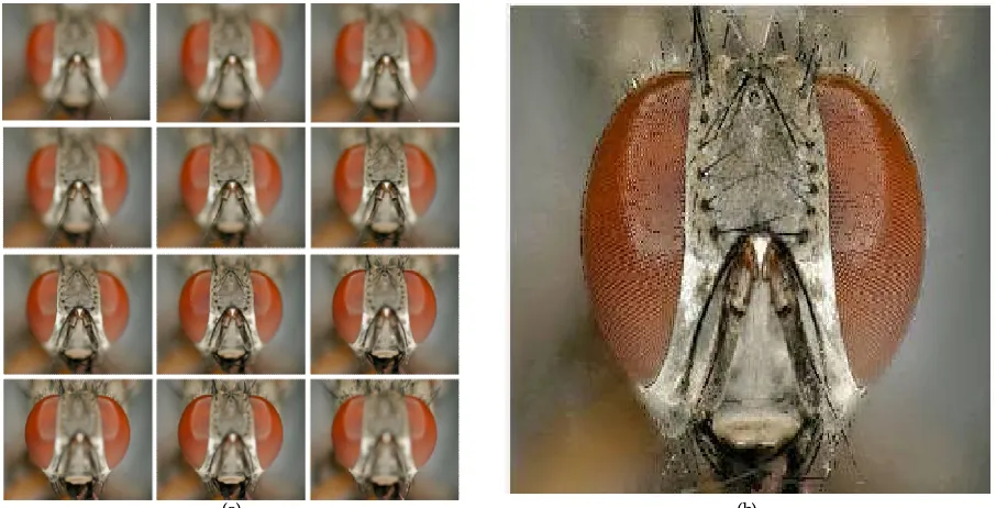 Figure 9(a) Shows few partially focused image stack of mustard seed using upgraded compound light microscope as shown in figure (2)