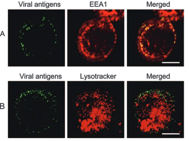 FIG. 3. RDV localization in early endosomal compartments. Early and later endosomes were detected using (A) monoclonal anti-EEA1 and(B) LysoTracker