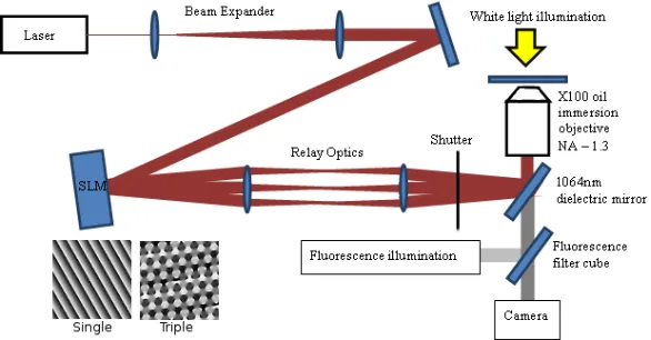 Fig. 1. Schematic of the experimental set up, including the laser, the Spatial Light Modula-tor (SLM), the oil immersion microscope objective, white light illumination, ﬂuorescenceillumination and camera
