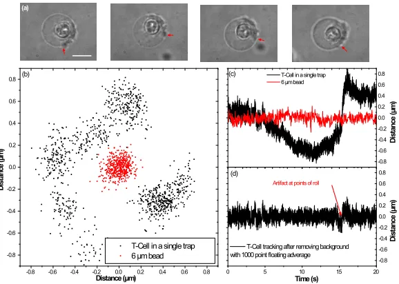 Fig. 3. (a) A series of white light transmission images showing a T-cell rotating in a single-spot trap as the microscope stage is moved