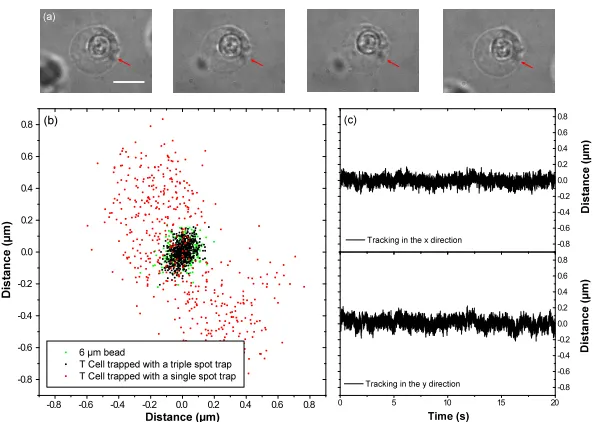 Fig. 5. (a) Sequence of images showing that a cell in a triple-spot trap does not rotate as thesample stage is moved
