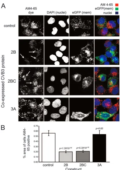 FIG. 7. CVB3 2B and 2BC expression focuses endocytic vesicles to the Golgi compartment