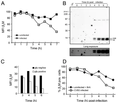 FIG. 1. CVB3 gene expression correlates with the downregulation of surface MHC class I