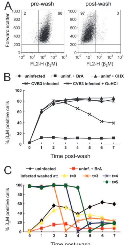 FIG. 3. CVB3 allows trafﬁcking of nascent MHC class I moleculesearly in infection and then mediates their rapid disappearance