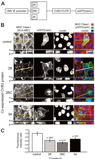 FIG. 4. CVB3 2B, 2BC, and 3A affect MHC class I surface expression to different degrees