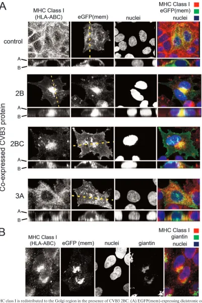 FIG. 6. MHC class I is redistributed to the Golgi region in the presence of CVB3 2BC. (A) EGFP(mem)-expressing dicistronic constructs weretransfected into HeLa (RW) cell monolayers, and at 16 h posttransfection, MHC class I (HLA-ABC) (red ﬂuorescence, ﬁrst column) and nuclei
