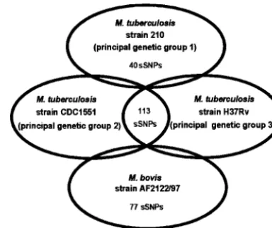 Figure 1.—Schematic showing distribution of sSNPs ana-lyzed. Complete genome sequences are available forculosis(http://www.tigrblast.tigr.org) and partial genome sequencesare available fortigrblast.tigr.org) andac.uk/Projects/M_bovis)