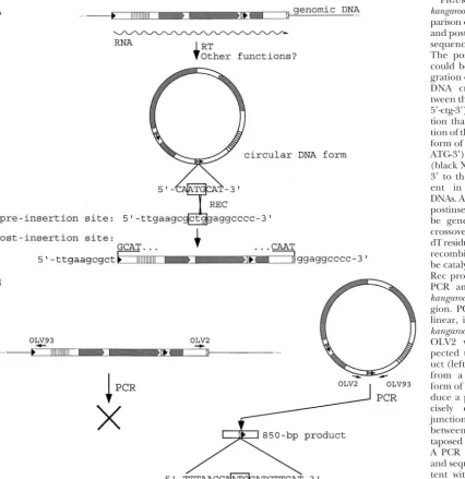 Figure 7.—A model forkangaroo insertion. (A) Com-