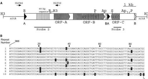 Figure 2.—juxtaposed as shown here. The dashed vertical lines within the 89-bp repeat region represent the last two copies of the repeat,which are less well conserved