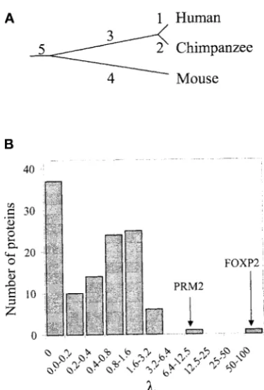 Figure 1.—In search of accelerated protein evolution inthe human lineage. (A) A gene tree of orthologous human,