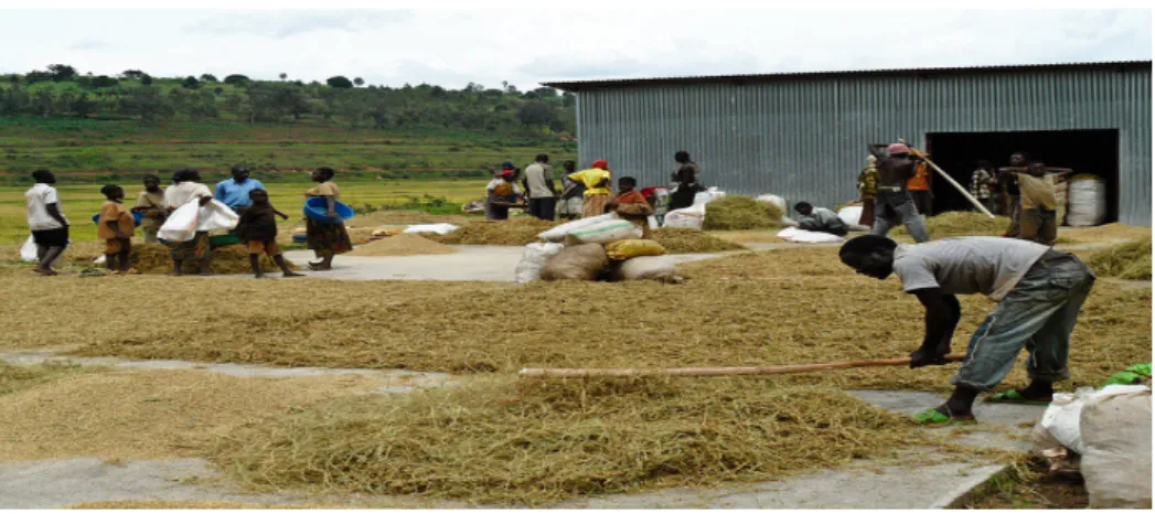 Figure 2-3: Rice farmers threshing rice manually in Rwanda, at a cooperative’s drying and  storage facilities