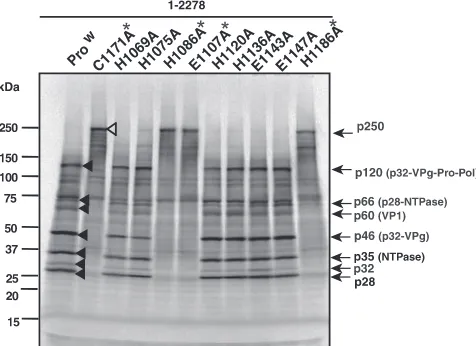 FIG. 2. Identiﬁcation of the amino acid residues critical to SaVMc10 protease activity