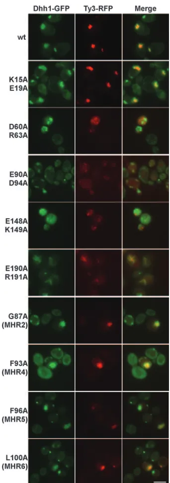 FIG. 8. Visualization of wt and mutant Ty3 and P bodies. CAmutations were introduced to Ty3-RFP and expressed in a strain